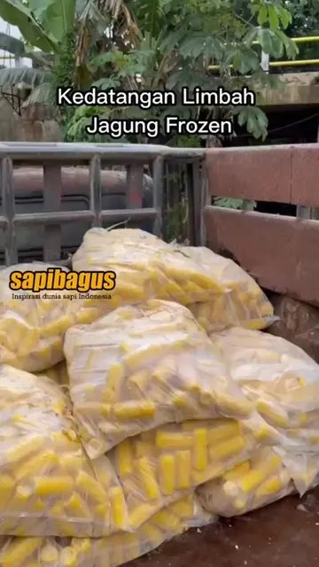 Limbah-Jagung-Frozen-Pakan-Ternak